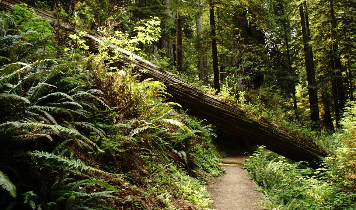 A tree log fallen on the path as a metaphor of an obstacle to a goal.
